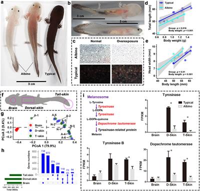 Albinism in the largest extant amphibian: A metabolic, endocrine, or immune problem?